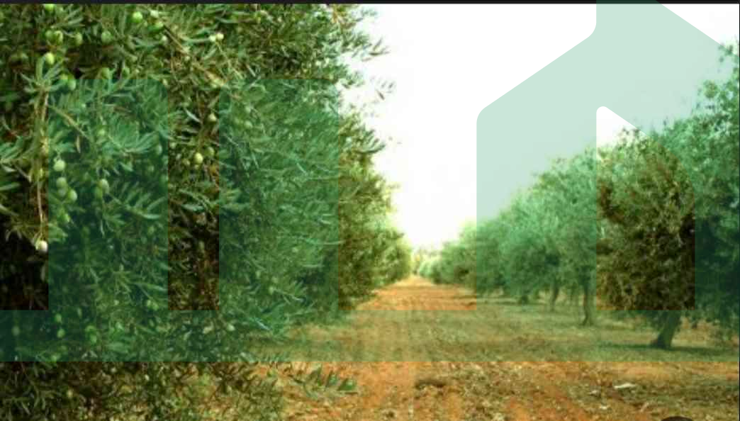 First image of the ad