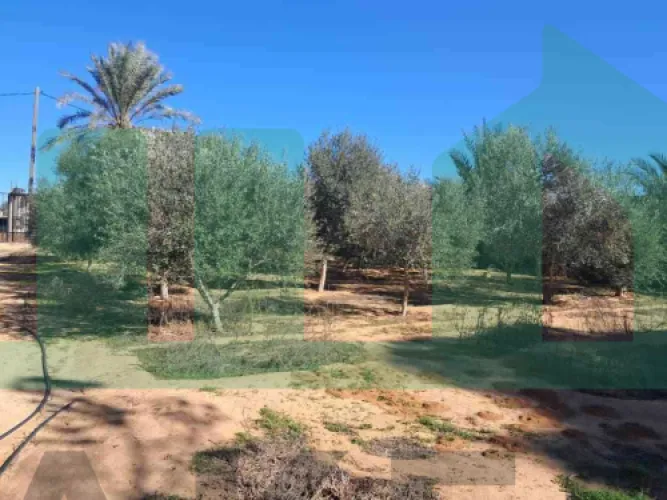قطعة أرض في السكت ٩٦٠ متر امسيجة وبها أشجار متمرة