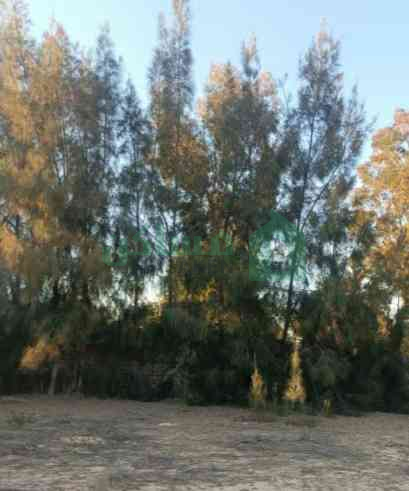 Second image of the ad