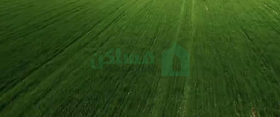 First image of the ad