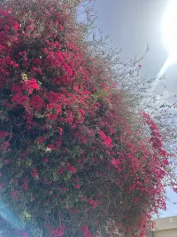 Manar alhanash
