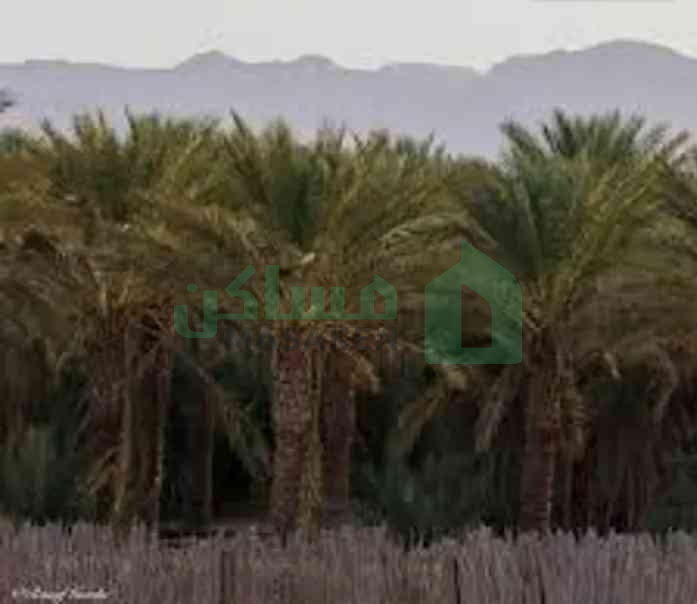 فرصة للاستثمار أرض زراعية مميزة في الكفرة