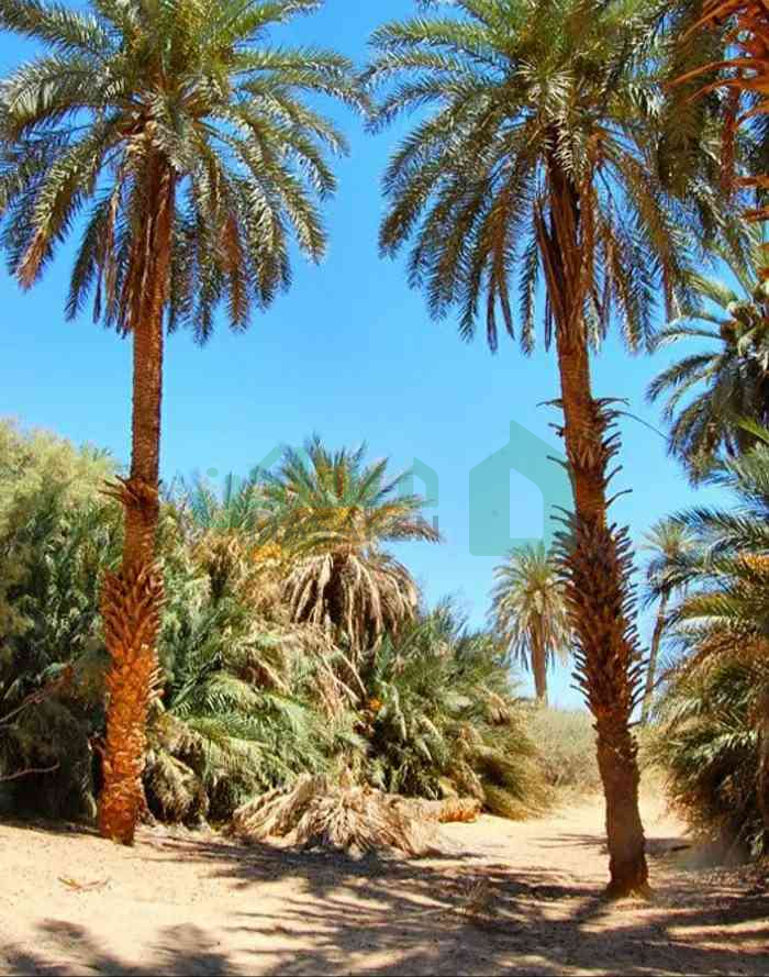 فرصة للاستثمار أرض زراعية مميزة في الكفرة